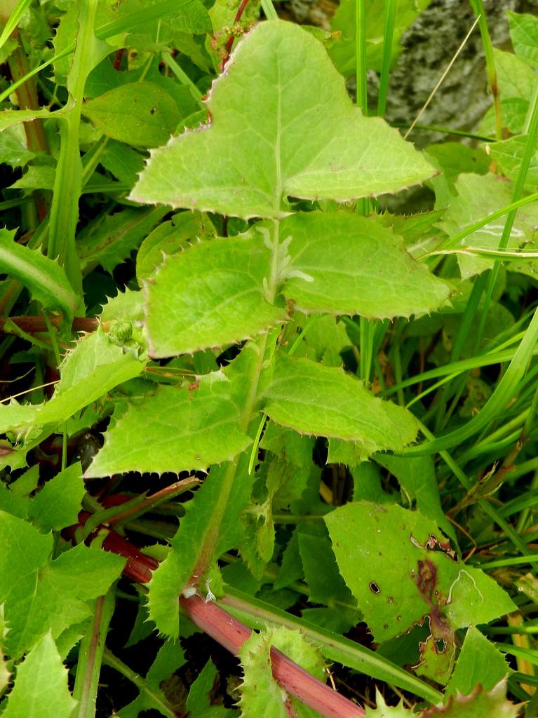 Sonchus oleraceus / Grespino comune